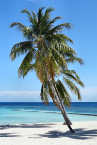 Maafushivaru
