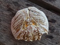 DSC04340