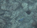 DSC04532
