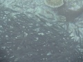 DSC04537